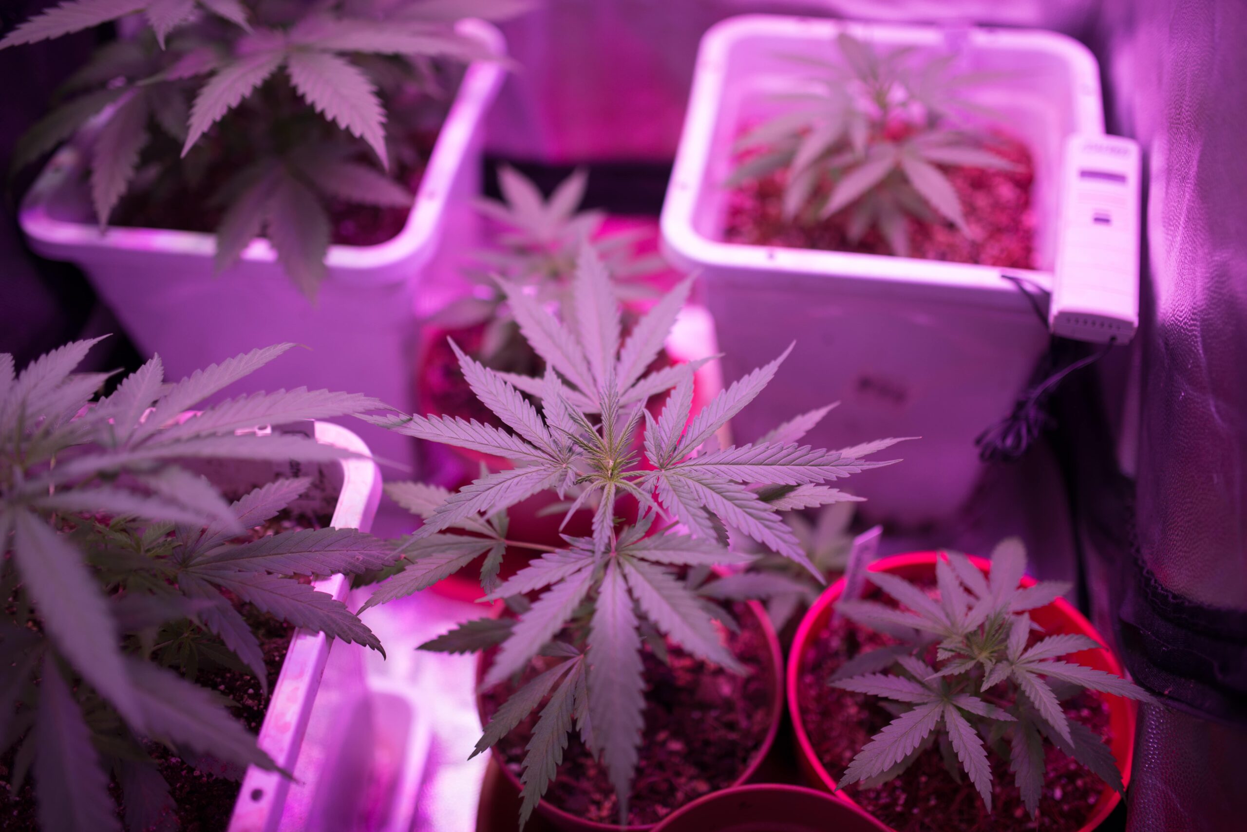 Cannabis-Pflanzen in Töpfen unter UV-Licht
