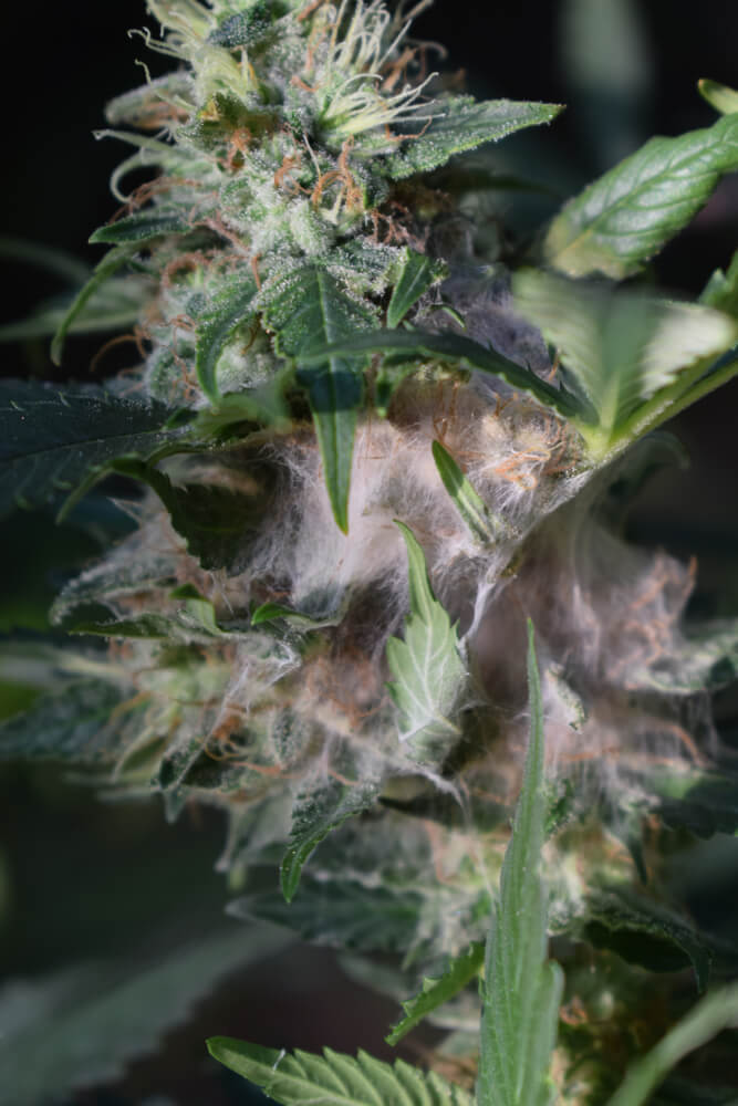 Von Grauschimmel befallene Cannabis-Pflanze mit verfaulter Blüte
