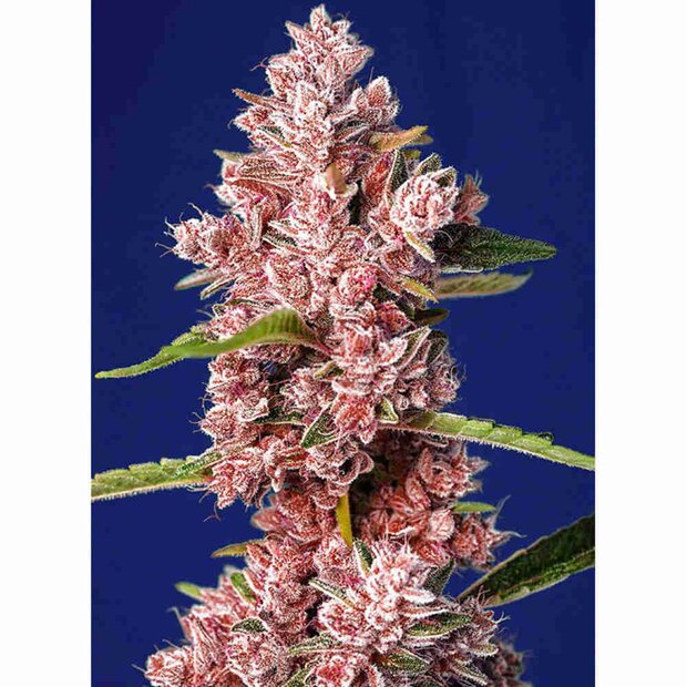 Sweet Seeds Tropicanna Poison F1 Fast Version Hanfsamen 5 Stck