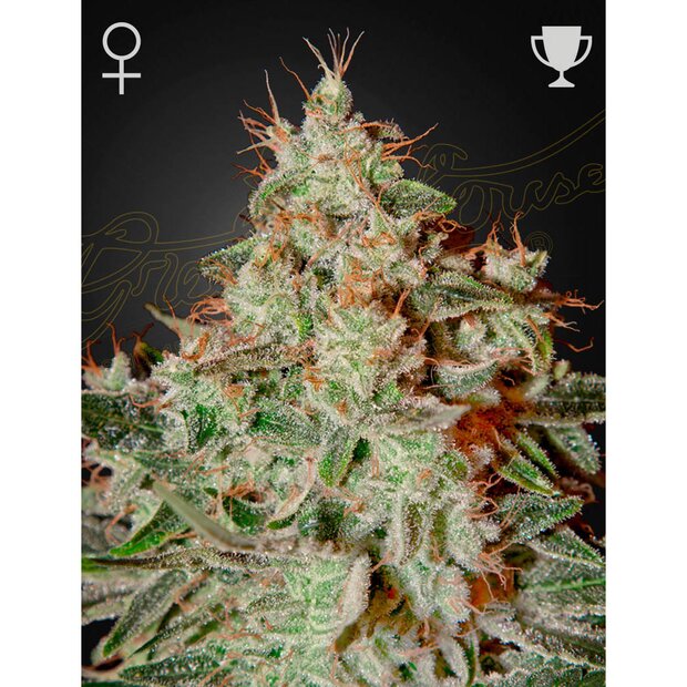 Greenhouse Lemon Skunk Hanfsamen 10 Stck