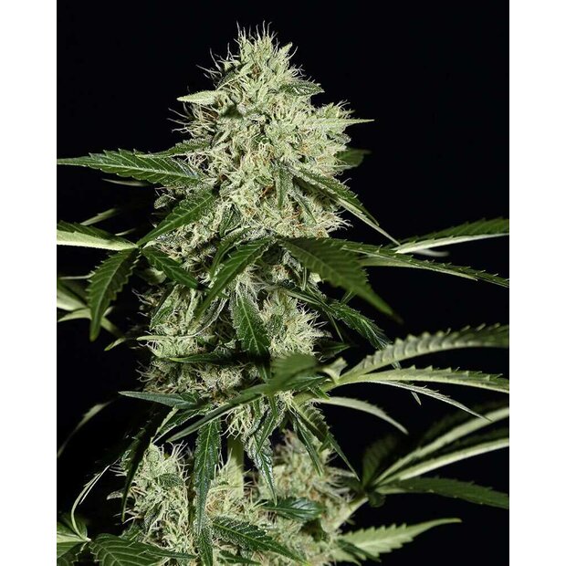 Greenhouse Northern Lights Auto Hanfsamen 10 Stck