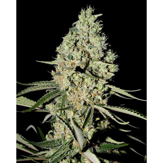 Greenhouse Super Critical Hanfsamen 3 Stck