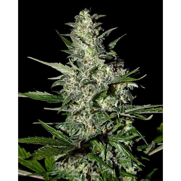 Greenhouse Super Critical Auto Hanfsamen 3 Stck