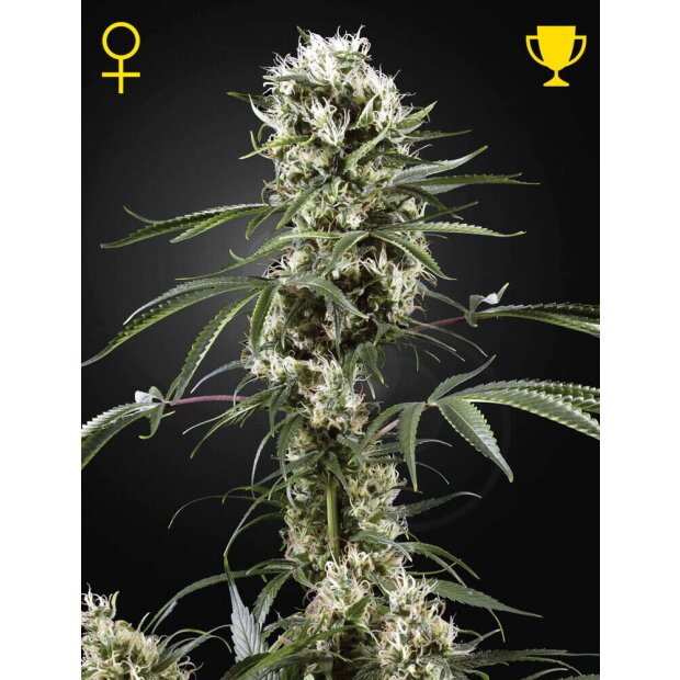 Greenhouse Super Lemon Haze Hanfsamen 3 Stück feminisiert