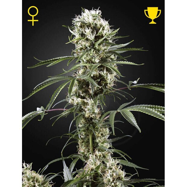 Greenhouse Super Lemon Haze Hanfsamen 3 Stck