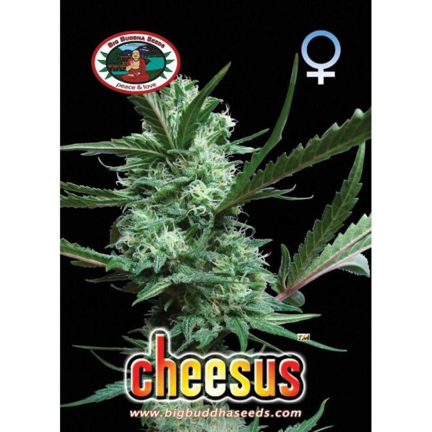 Big Buddha Seeds Cheesus Hanfsamen 5 Stück feminisiert