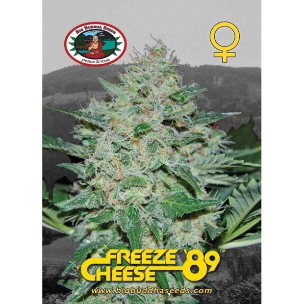 Big Buddha Seeds Freeze Cheese 89 Hanfsamen 5 Stück feminisiert