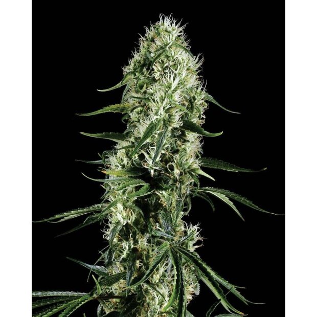 Greenhouse Super Silver Haze Hanfsamen 10 Stck