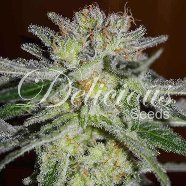 Delicious Seeds Northern Light Blue Hanfsamen 10 Stck