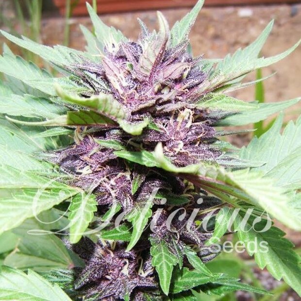 Delicious Seeds Jota Mayuscula Purple Auto Hanfsamen 3 Stck