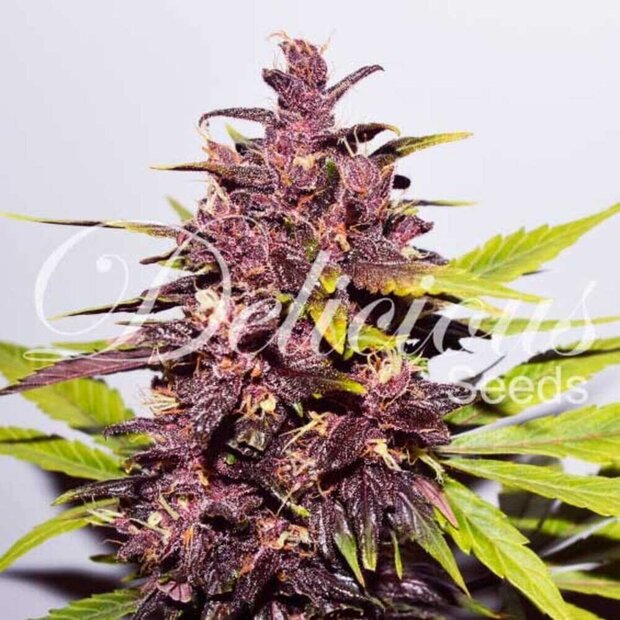 Delicious Seeds Dark Purple Auto Hanfsamen 3 Stck