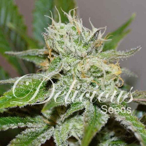 Delicious Seeds Original Juan Herer Hanfsamen 10 Stck