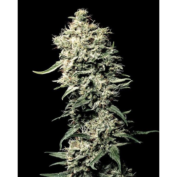 Greenhouse White Rhino Hanfsamen 5 Stck