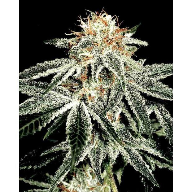 Greenhouse White Widow Hanfsamen 5 Stck