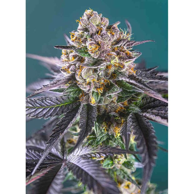 Sweet Seeds Red Strawberry Banana Auto Hanfsamen 5 Stck