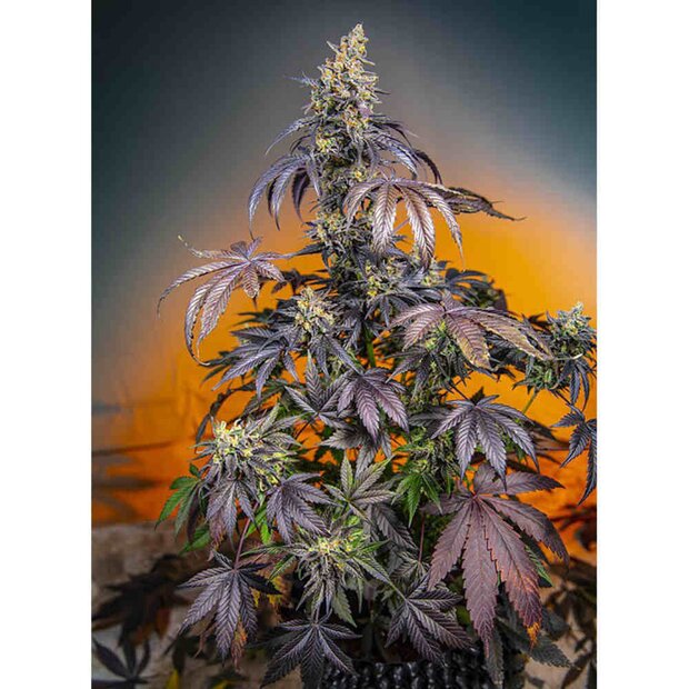 Sweet Seeds Red Gorilla Girl XL Auto Hanfsamen 3 Stck