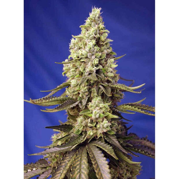 Sweet Seeds Runtz XL Auto Hanfsamen 5 Stck