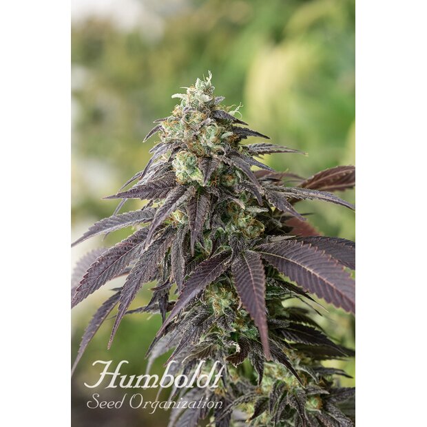 Humboldt 707 Headband Hanfsamen 5 Stck