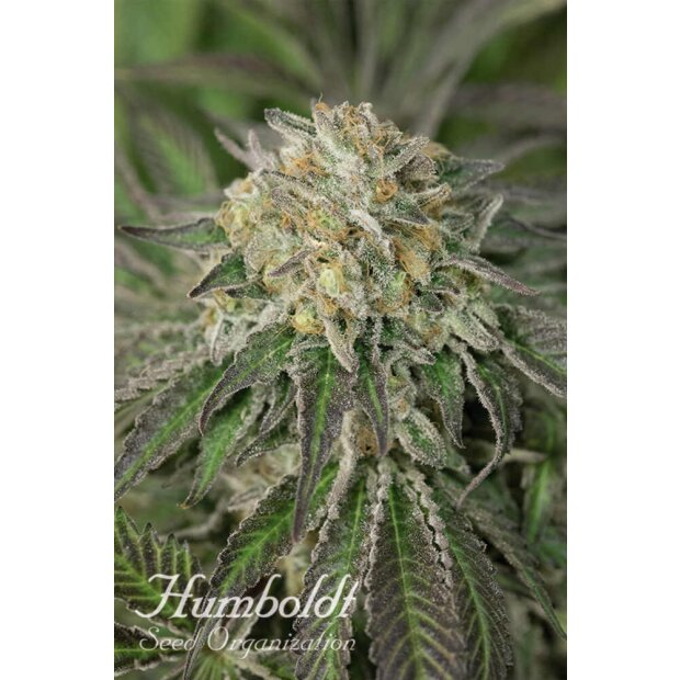 Humboldt Amherst Sour Diesel Hanfsamen 5 Stck