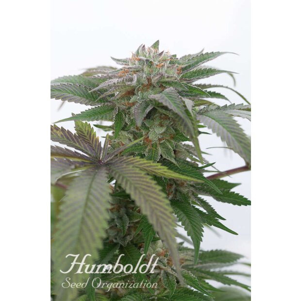 Humboldt Bubba Kush 2.0 Hanfsamen 5 Stück feminisiert