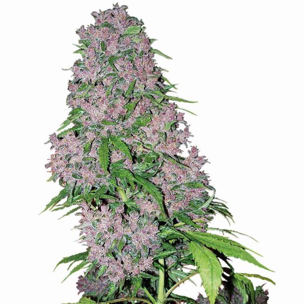 White Label Purple Bud Hanfsamen 5 Stk.