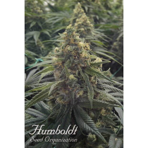 Humboldt Desert Diesel Hanfsamen 5 Stck