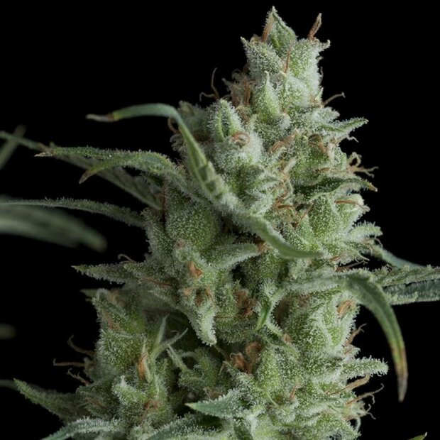 Pyramid Seeds Kryptonite Hanfsamen 3 Stck