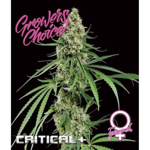 Growers Choice Critical+ 3 Stck