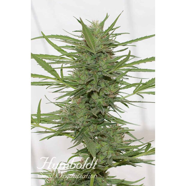 Humboldt Dr. Greenthumbs Dedoverde Haze Auto Hanfsamen 5 Stck