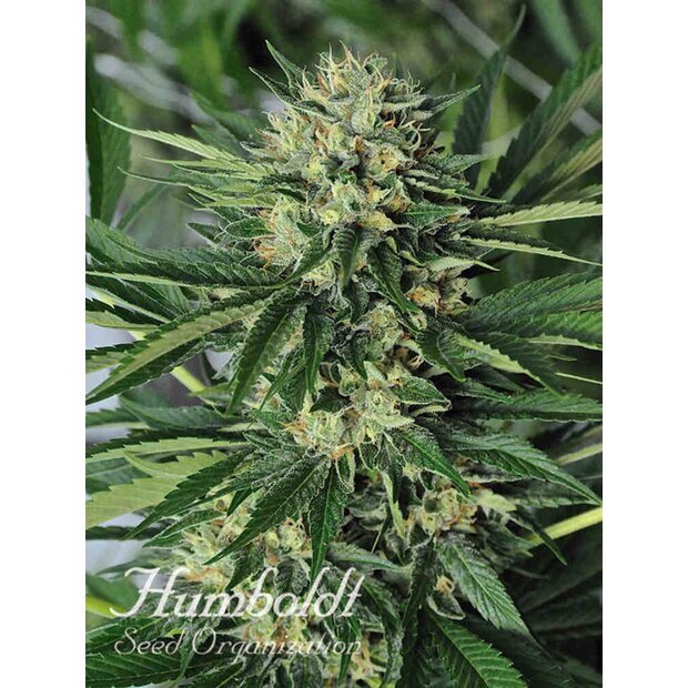 Humboldt Dr. Greenthumbs Em-Dog by B-Real Hanfsamen 5 Stck