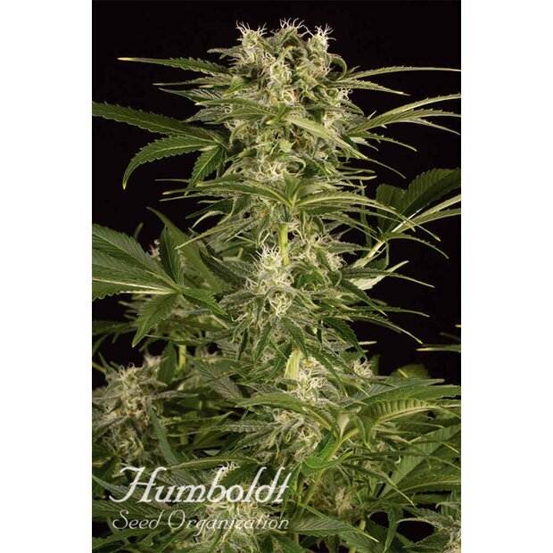 Humboldt Lemon Juice Express Auto Hanfsamen 5 Stck