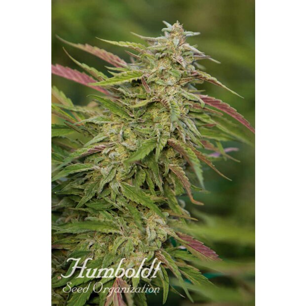 Humboldt Purple Trainwreck Hanfsamen 5 Stck