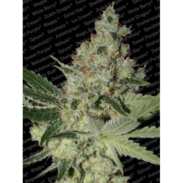 Paradise Seeds Acid Hanfsamen 3 Stck