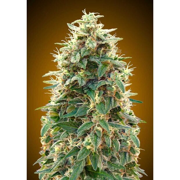 00 Seeds Auto 00 Cheese 3 Stck Feminisiert