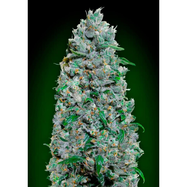 00 Seeds Auto Afghan Mass XXL 5 Stck Feminisiert