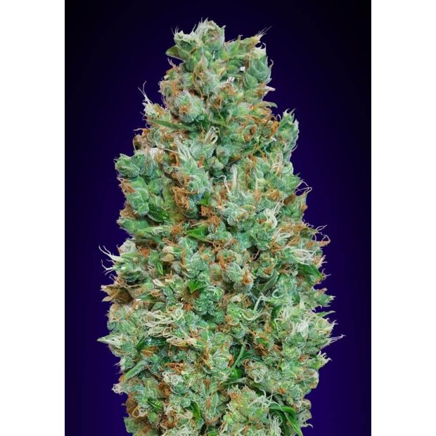 00 Seeds Auto Blueberry 5 Stck Feminisiert