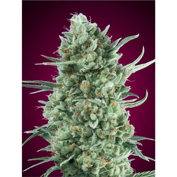 00 Seeds Auto Bubble Gum XXL 3 Stck Feminisiert