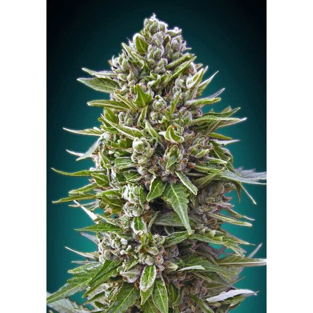 00 Seeds Auto Northern Lights 5 Stück Feminisiert