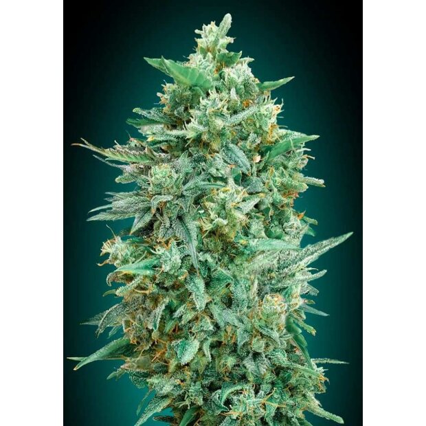 00 Seeds Auto Northern Lights XXL Feminisiert 3 Stück