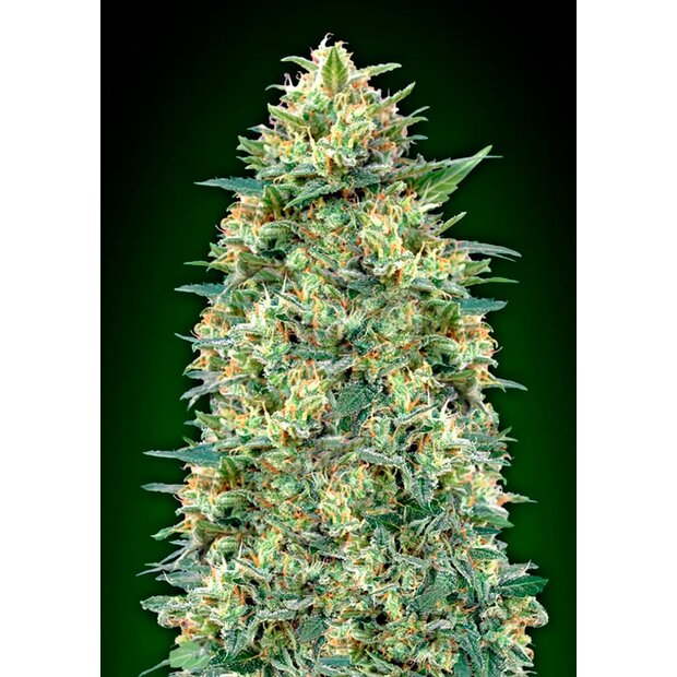 00 Seeds Auto White Widow 5 Stck Feminisiert