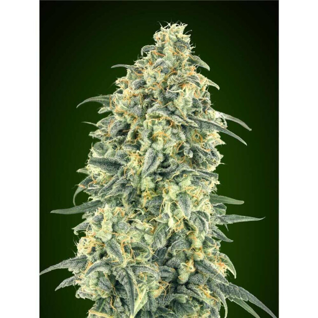 00 Seeds Auto White Widow XXL 3 Stck Feminisiert