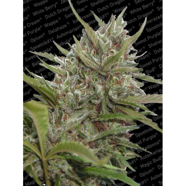 Paradise Seeds Whiteberry Auto Hanfsamen 3 Stck