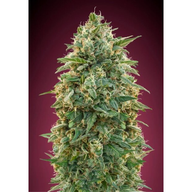 Advanced Seeds Amnesia 3 Stck Feminisiert