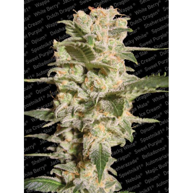 Paradise Seeds Belladonna Hanfsamen 10 Stck