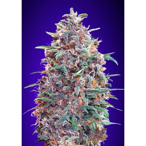 Advanced Seeds Auto Purple Diesel 3 Stück Feminisiert