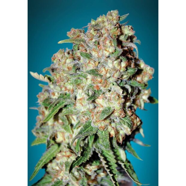 Advanced Seeds Critical 3 Stck Feminisiert