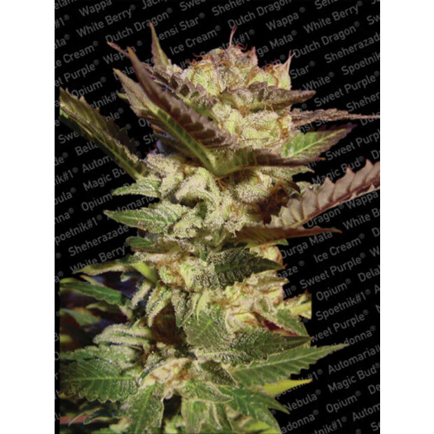 Paradise Seeds Durga Mata Hanfsamen 3 Stck