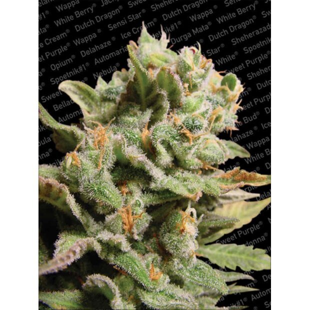 Paradise Seeds Dutch Dragon Hanfsamen 3 Stck