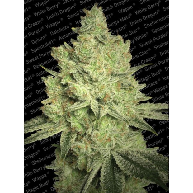 Paradise Seeds Jacky White Hanfsamen 3 Stck