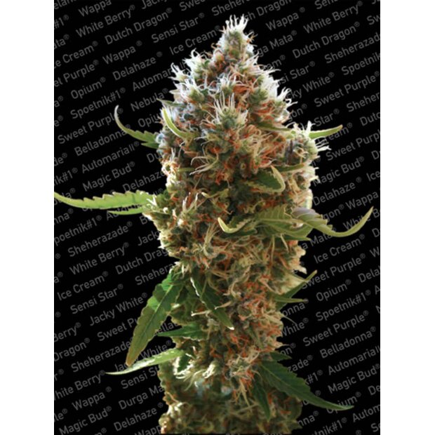 Paradise Seeds Lucid Bolt Hanfsamen 3 Stck